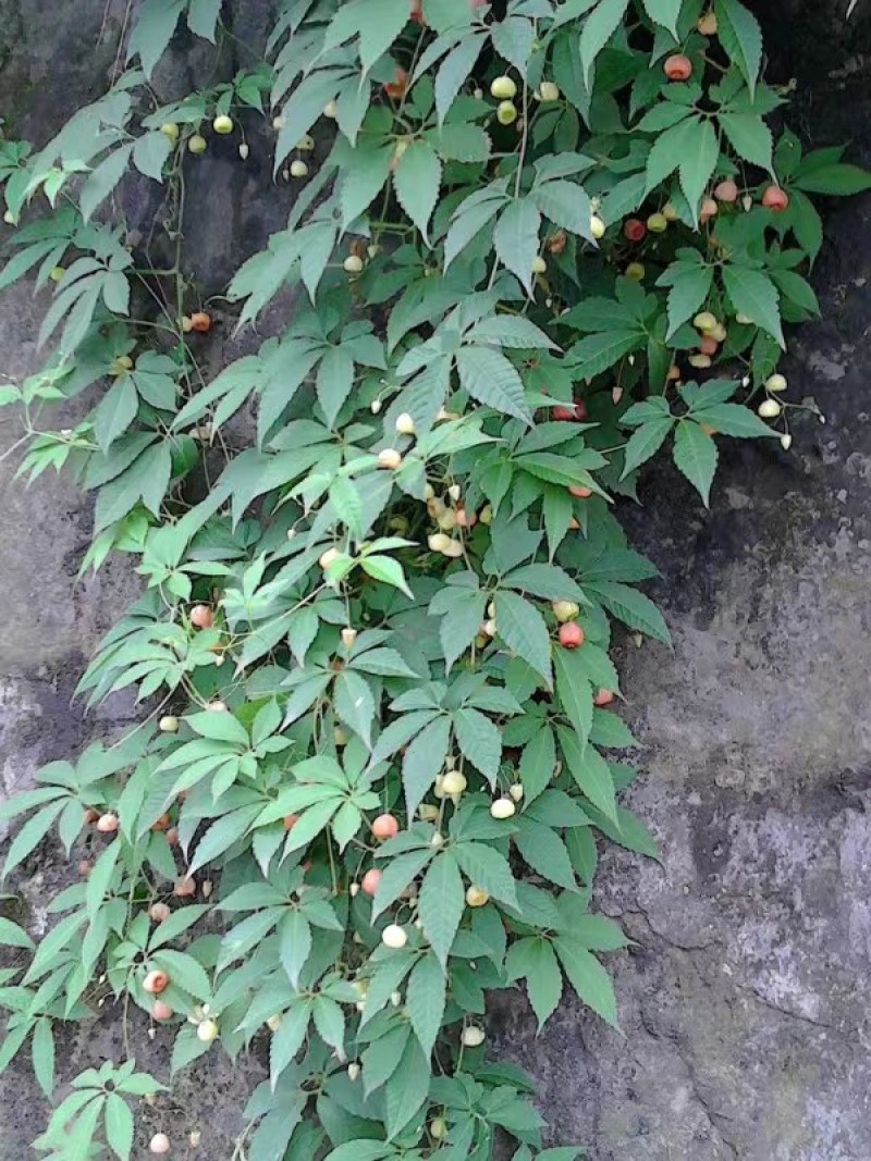 中药材山乌龟出售，产地销售，需要老板咨询订购
