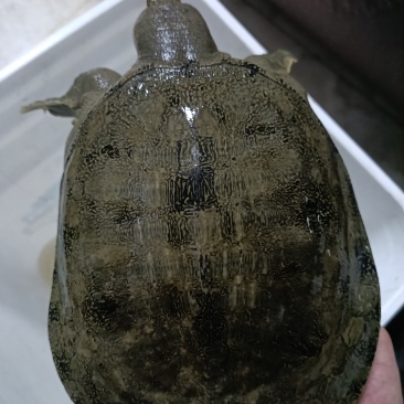 本地甲鱼