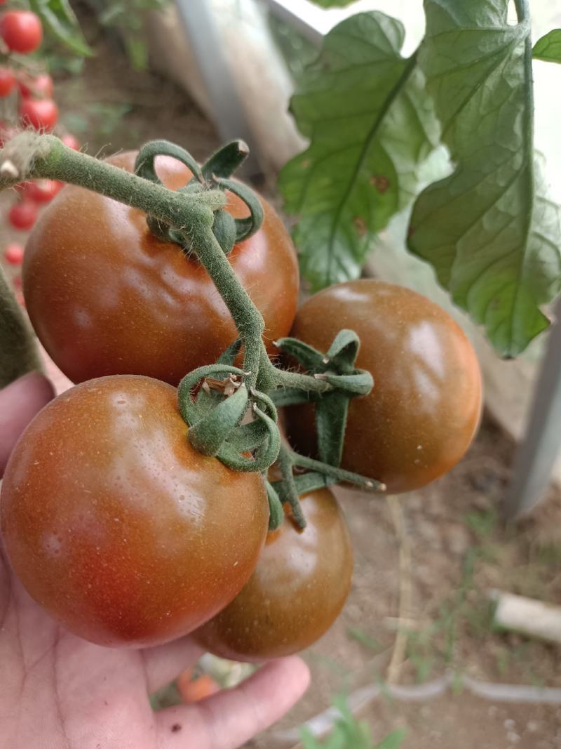 巧克力番茄苗花青素爆棚的大黑番茄苗好管理单果重250克