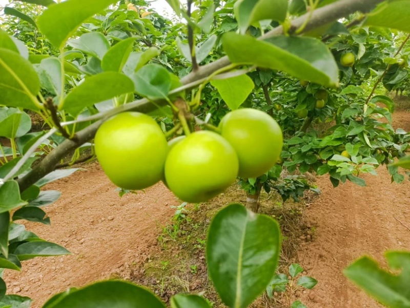 早熟翠玉，翠冠梨，酥脆香甜，爽口多汁，大量对接