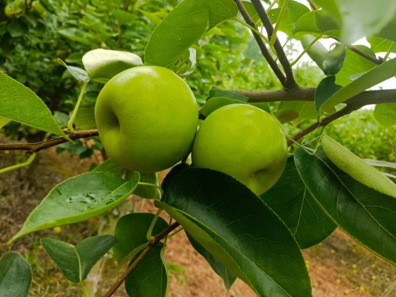 早熟翠玉，翠冠梨，酥脆香甜，爽口多汁，大量对接