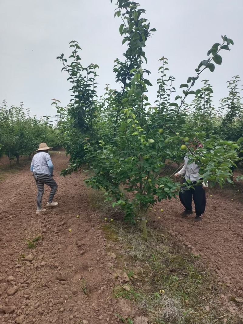 早熟翠玉，翠冠梨，酥脆香甜，爽口多汁，大量对接