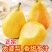 山东烟台太婆梨