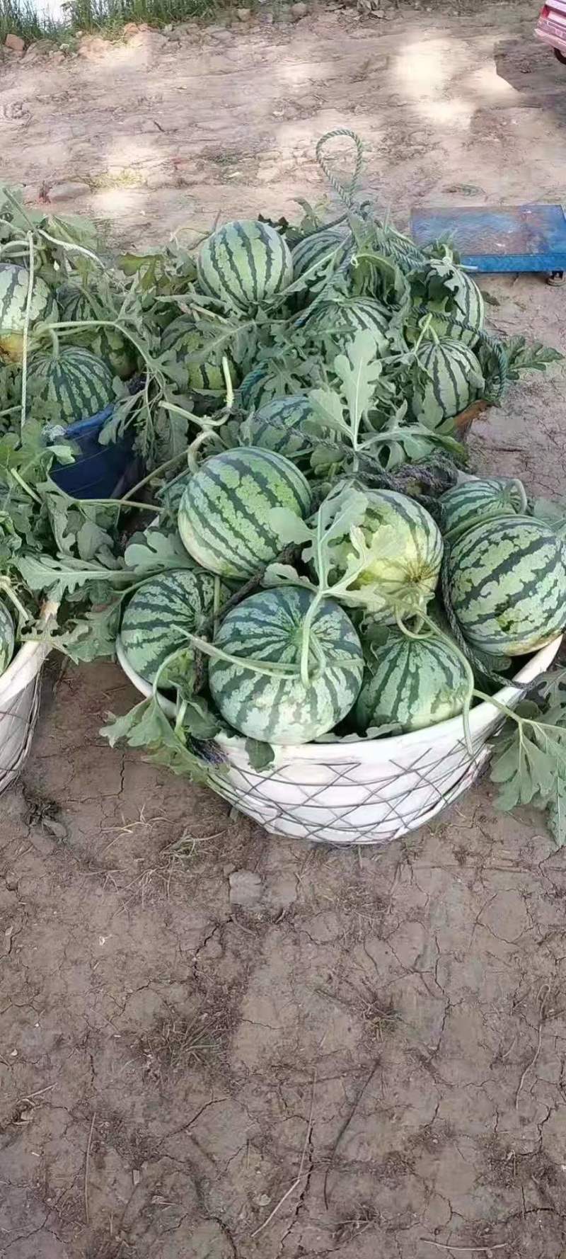 麒麟西瓜/8424/云南麒麟/承接电商，欢迎讨扰