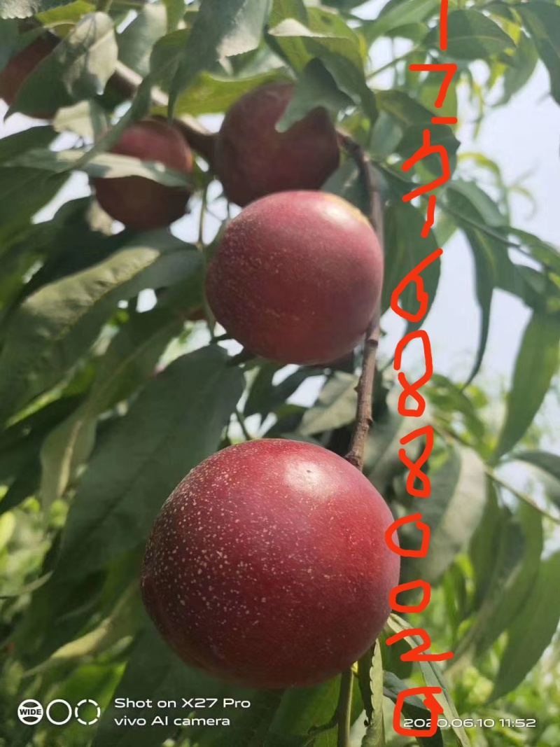 现货油桃中油20，中油16.量大优先，欢迎砸单