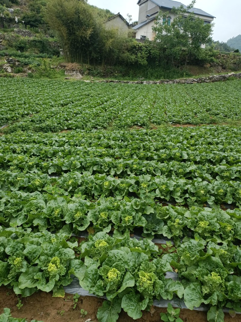 麻叶白菜