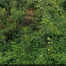 重庆奉节青脆李上市了哟，一手货原化渣，带清香味