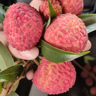 荔枝王