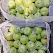 青苹果山东泰安苹果大量供应中产地直发对接商超市场等