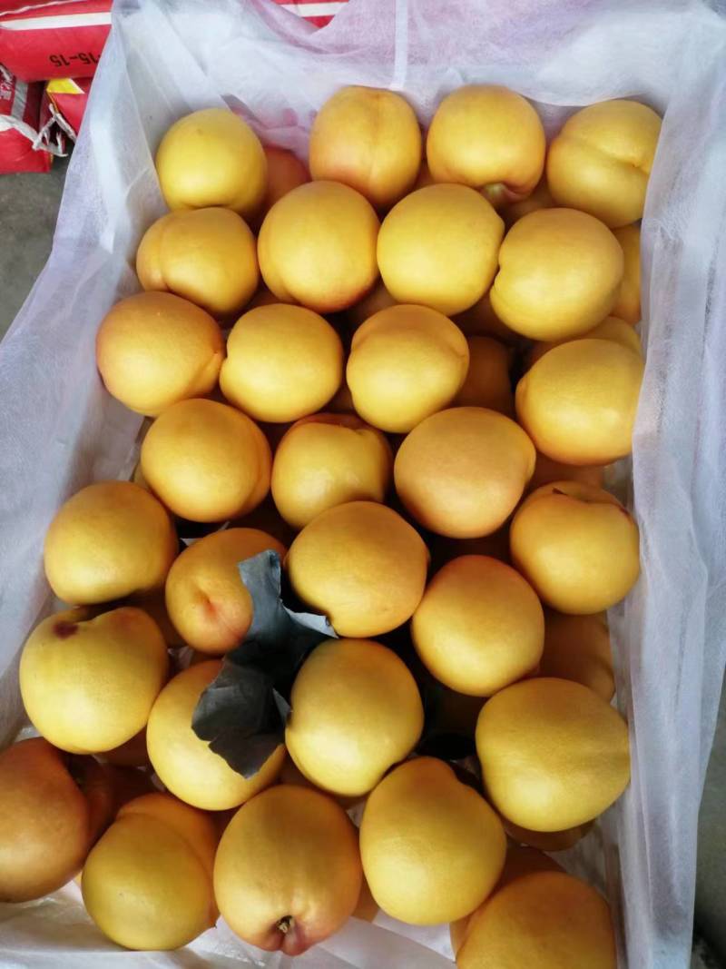 【推荐】蒙阴黄桃毛蟠大量上市品种齐全量大从优