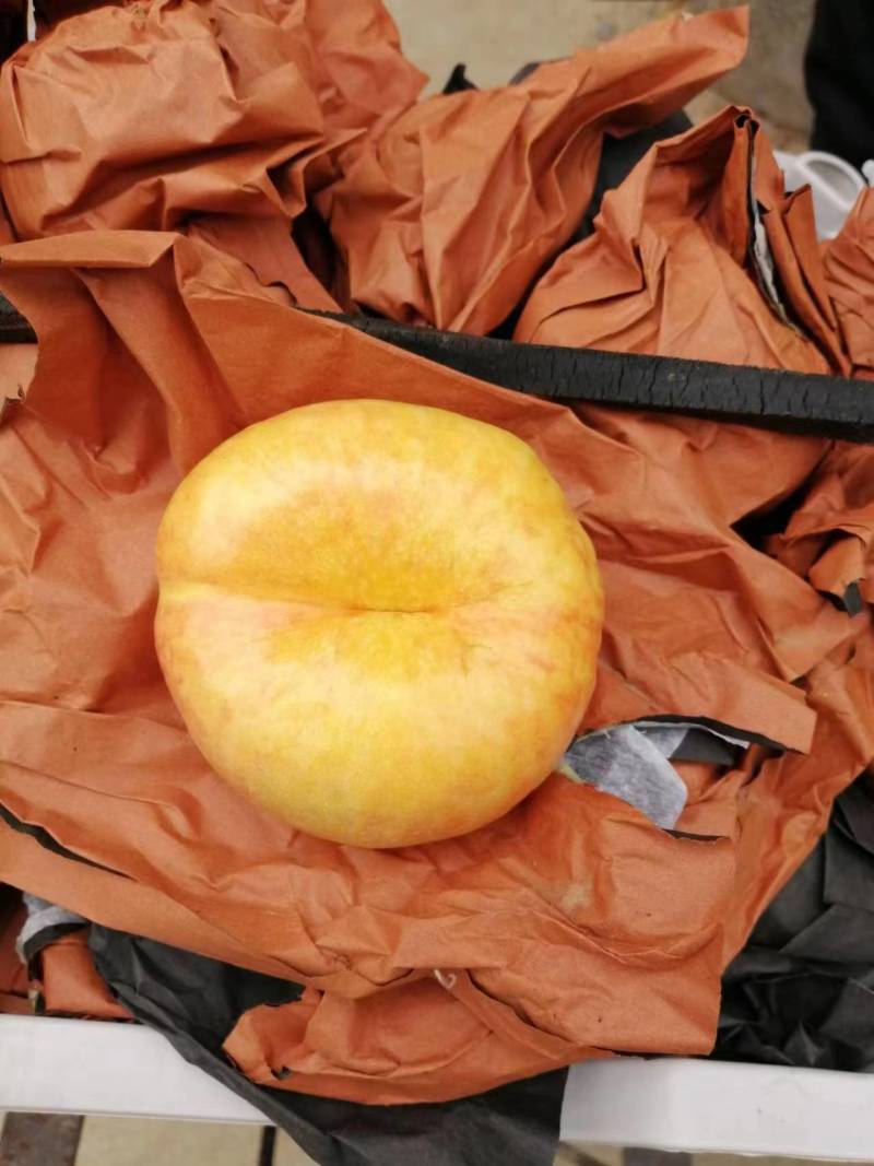 【推荐】蒙阴黄桃毛蟠大量上市品种齐全量大从优