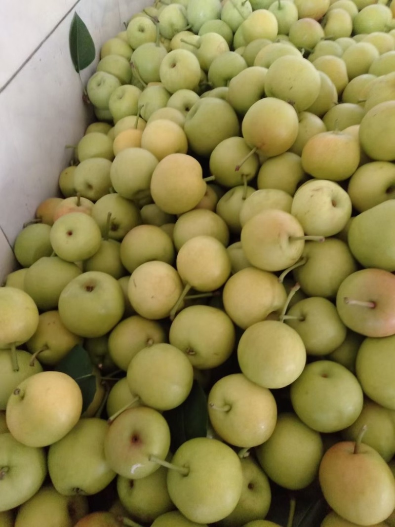 蜂糖蜜梨🍐🍐🍐