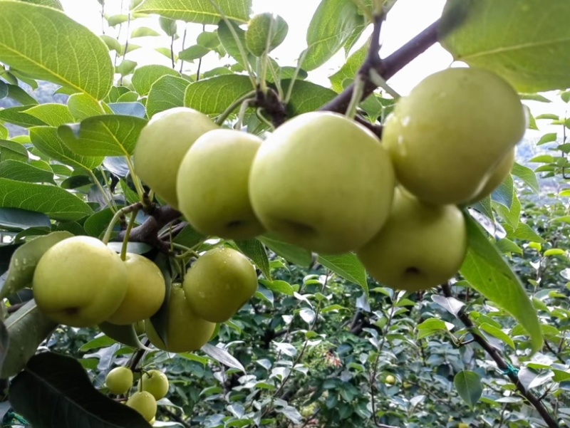 蜂糖蜜梨🍐🍐🍐