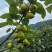 蜂糖蜜梨🍐🍐🍐