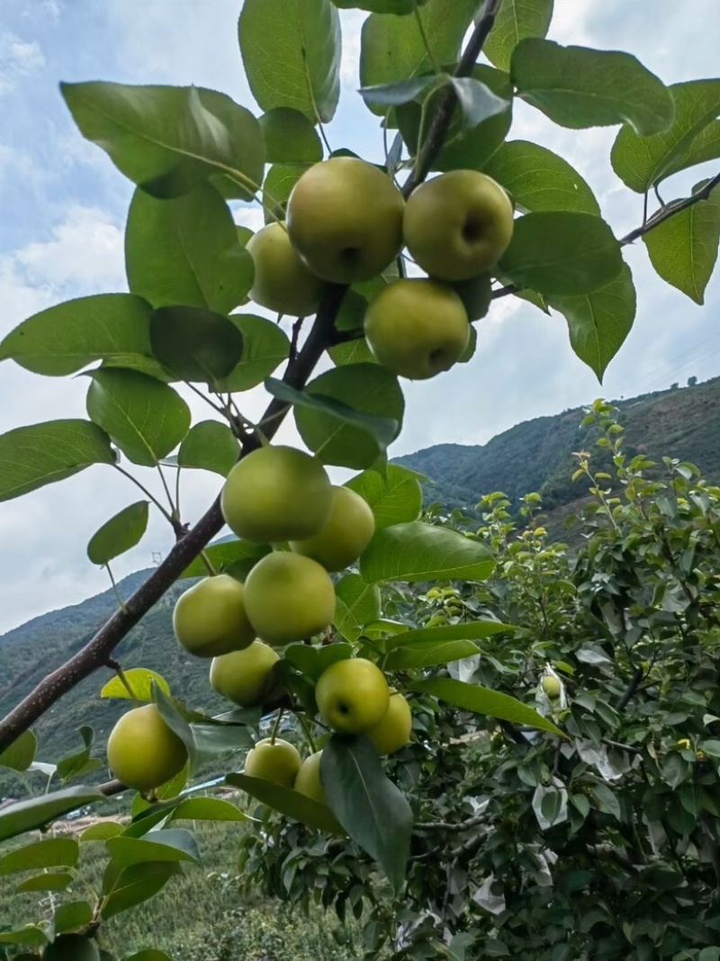 蜂糖蜜梨🍐🍐🍐