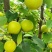 蜂糖蜜梨🍐🍐🍐