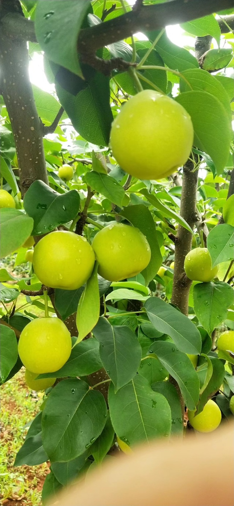 蜂糖蜜梨🍐🍐🍐