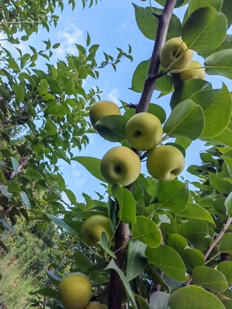 蜂糖蜜梨🍐🍐🍐