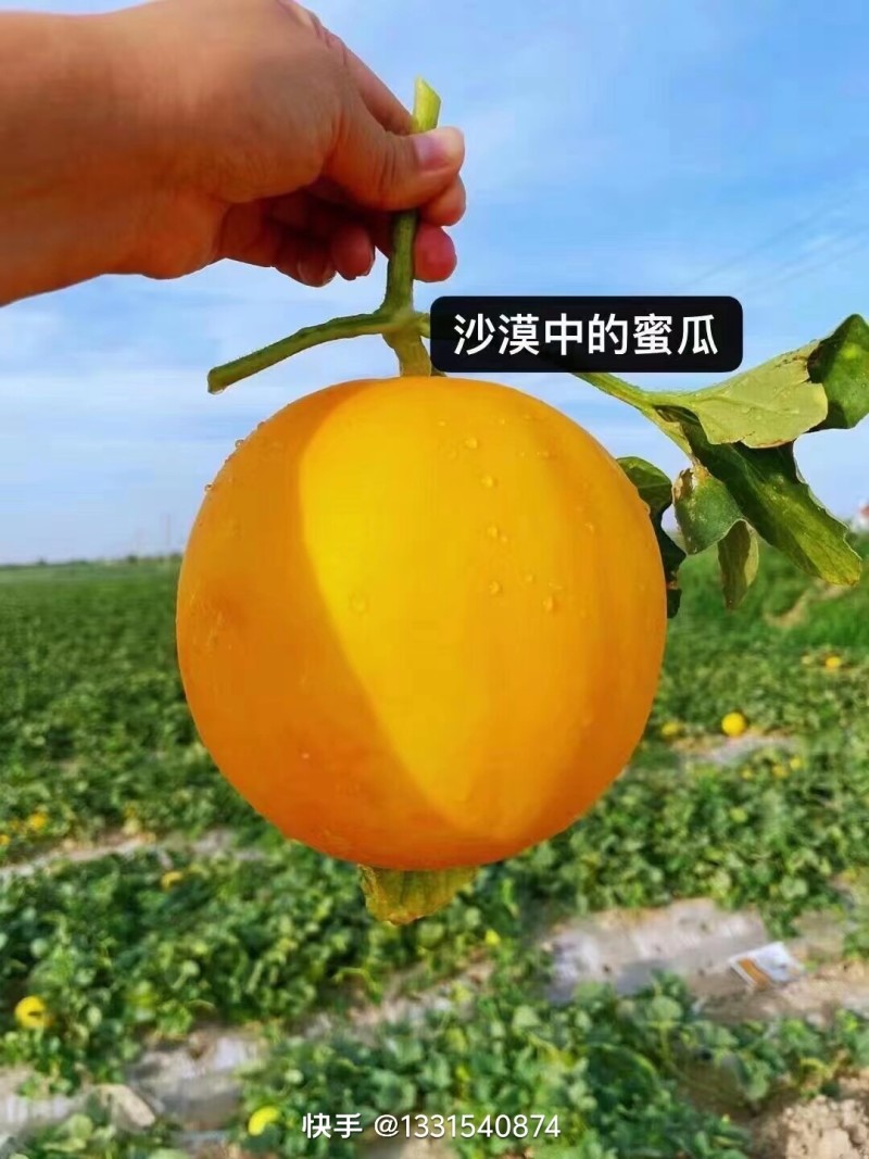 金红宝，甘肃民勤县