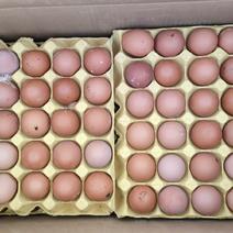 长期特价出售新鲜脏鸡蛋红壳蛋无公害鸡蛋无菌蛋散养五谷鸡蛋