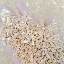 【精品小麦】2024新麦子大量现货出售，对接面粉厂加工厂