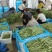 豆王无筋豆豆角无丝豆绿如意