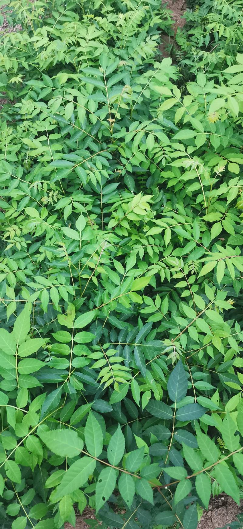 药用苦木，苦木，订单式种植回收