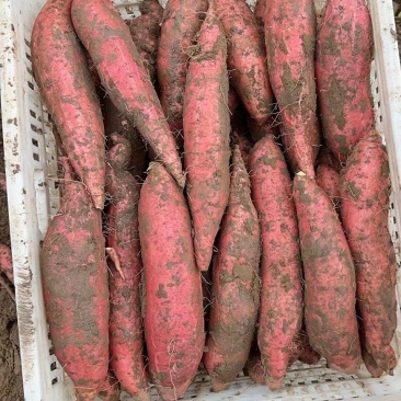 河北红薯西瓜红新鲜红薯大量供应产地货源量大优惠