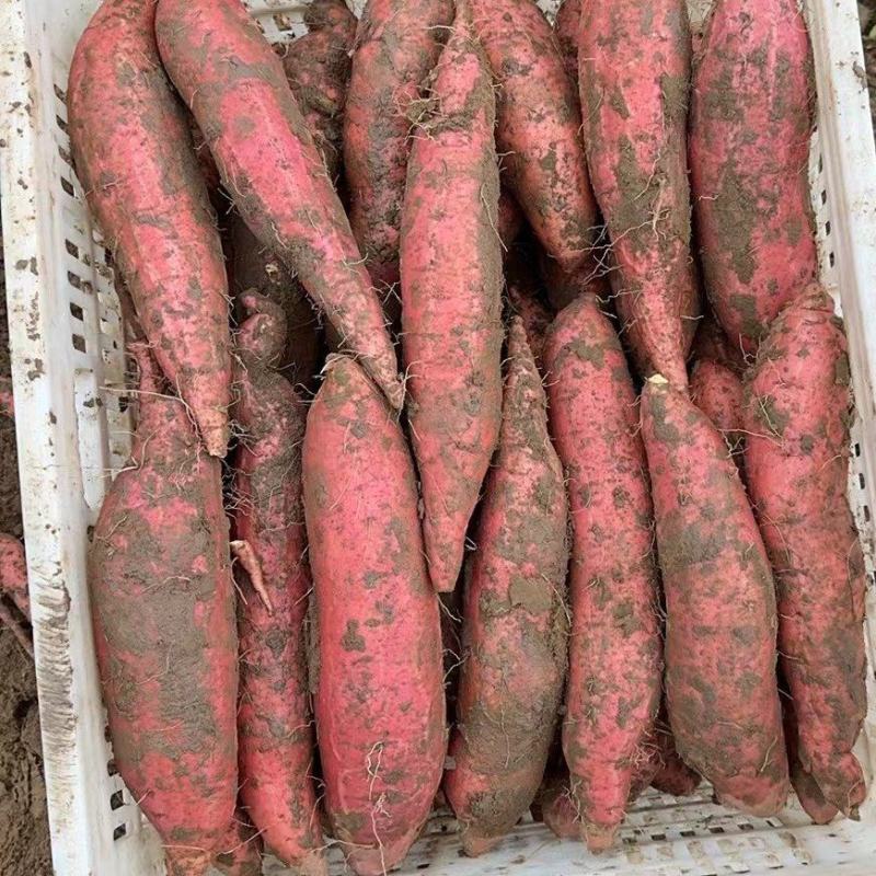 河北红薯西瓜红新鲜红薯大量供应产地货源量大优惠