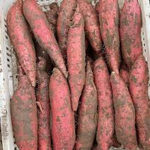河北红薯烟薯25烤蜜薯大量供应产地货源量大