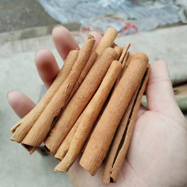 桂皮烟桂好品质