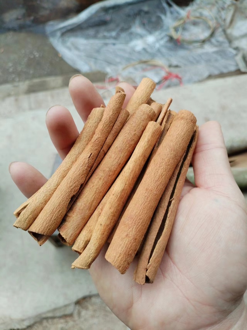 桂皮烟桂好品质