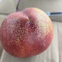 麻脸油桃