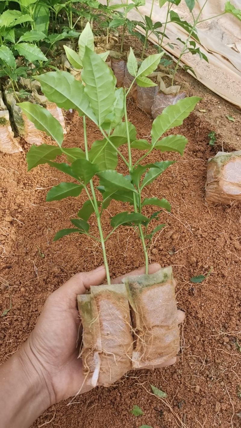 三叉苦种苗药材苗种植三叉苦20~40公分高杯苗大量有货