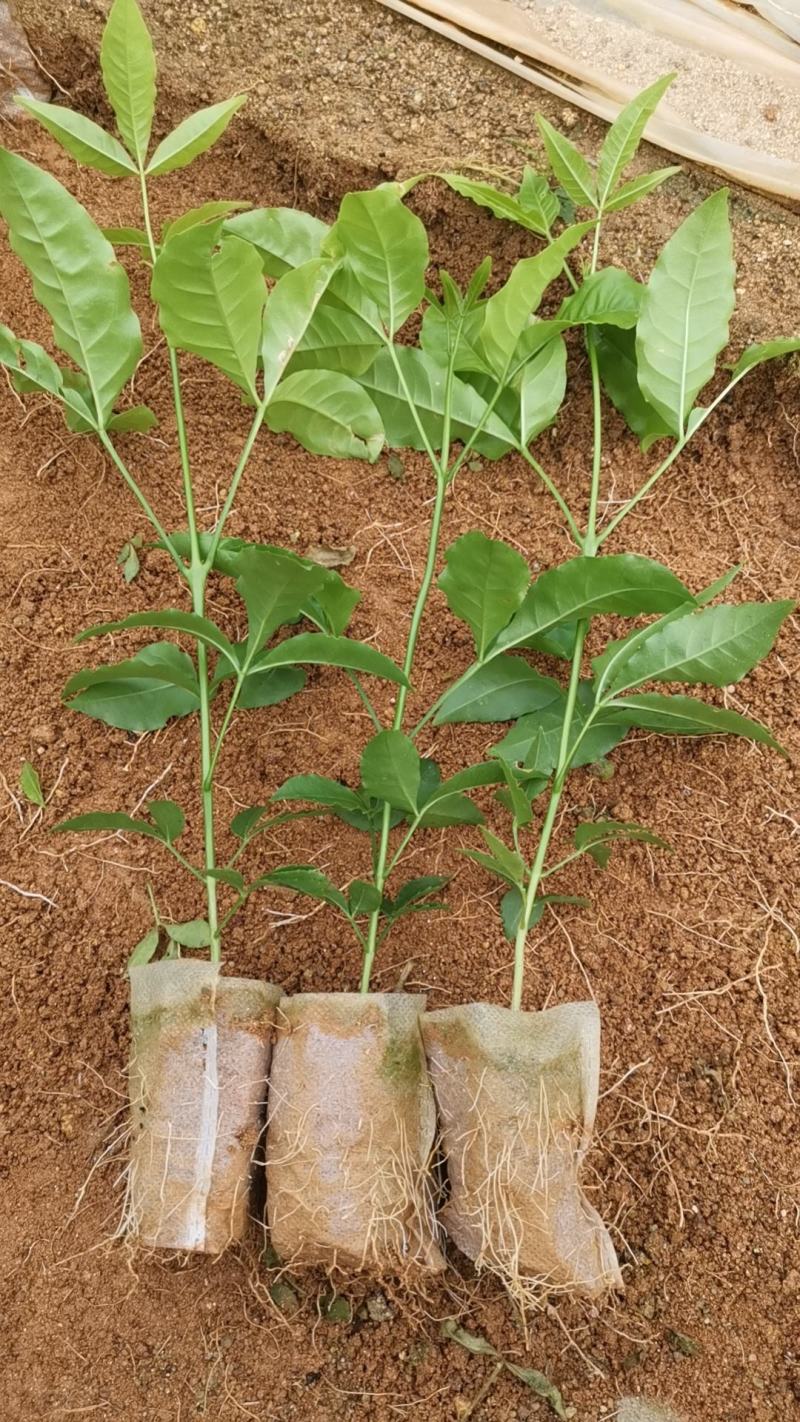 三叉苦种苗药材苗种植三叉苦20~40公分高杯苗大量有货