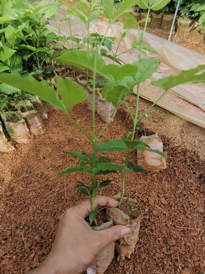 三叉苦种苗药材苗种植三叉苦20~40公分高杯苗大量有货