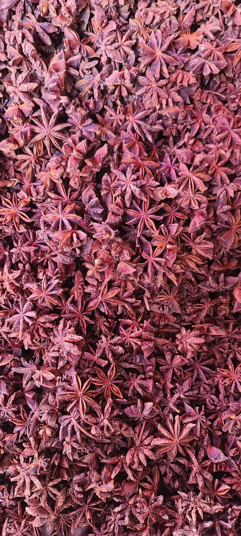 干八角春花干八角春花八角品质好
