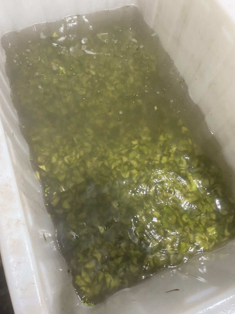 溱湖老菱角、两角青菱、老菱角产区直发品质保证