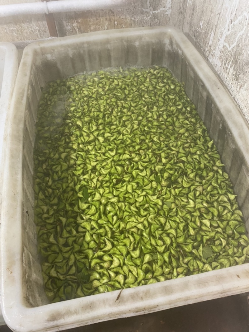 溱湖老菱角、两角青菱、老菱角产区直发品质保证