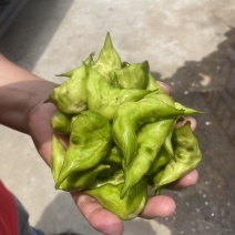 溱湖老菱角、两角青菱、老菱角产区直发品质保证