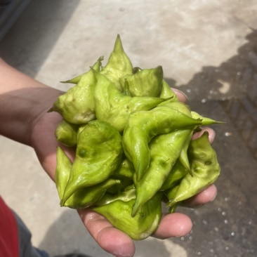 溱湖老菱角、两角青菱、老菱角产区直发品质保证