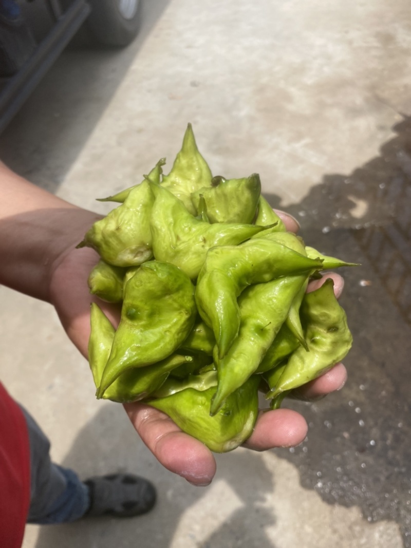溱湖老菱角、两角青菱、老菱角产区直发品质保证