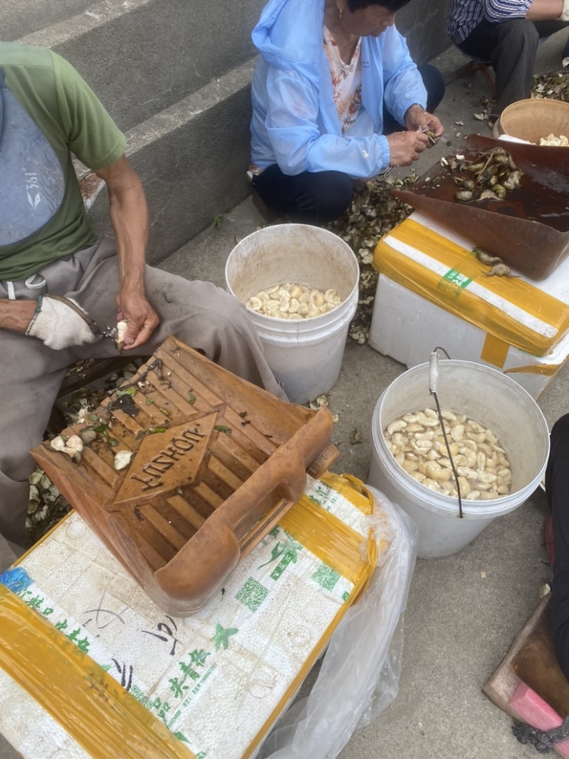 溱湖老菱角、两角青菱、老菱角产区直发品质保证