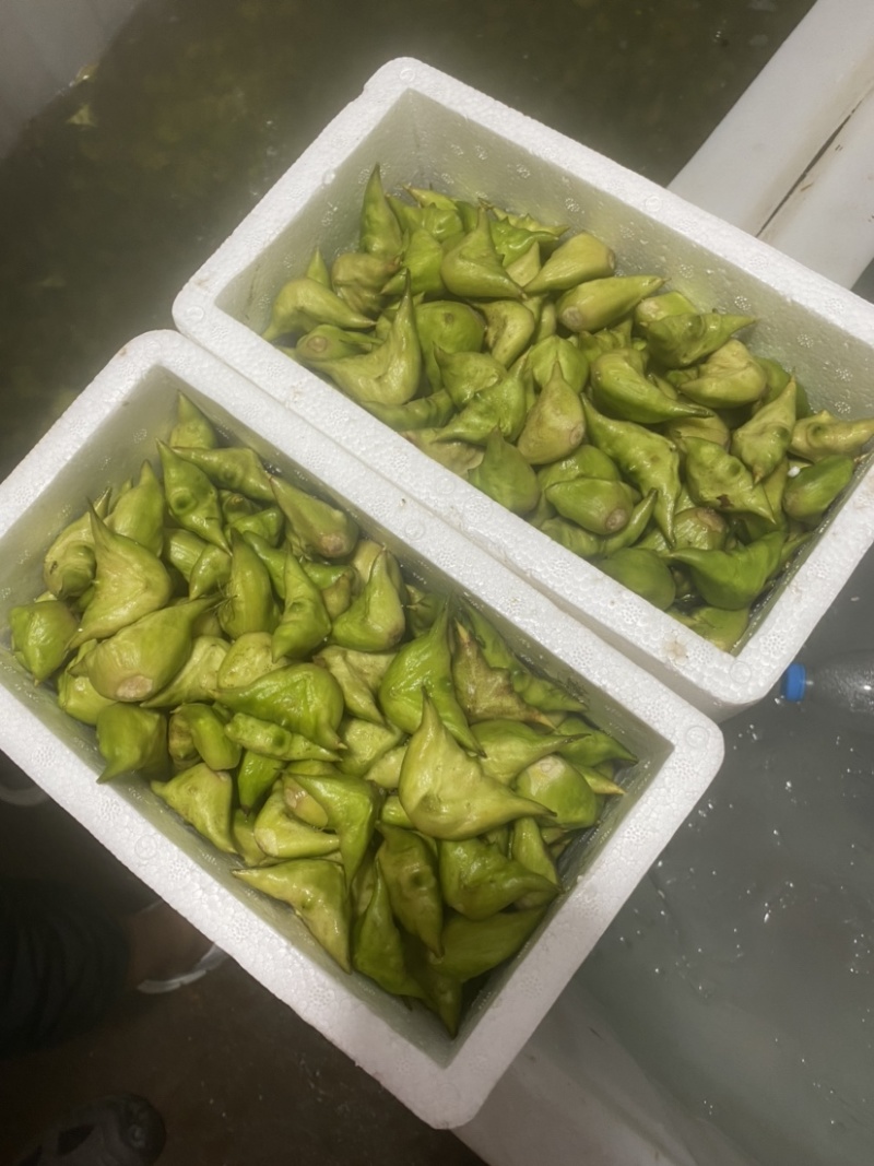溱湖老菱角、两角青菱、老菱角产区直发品质保证