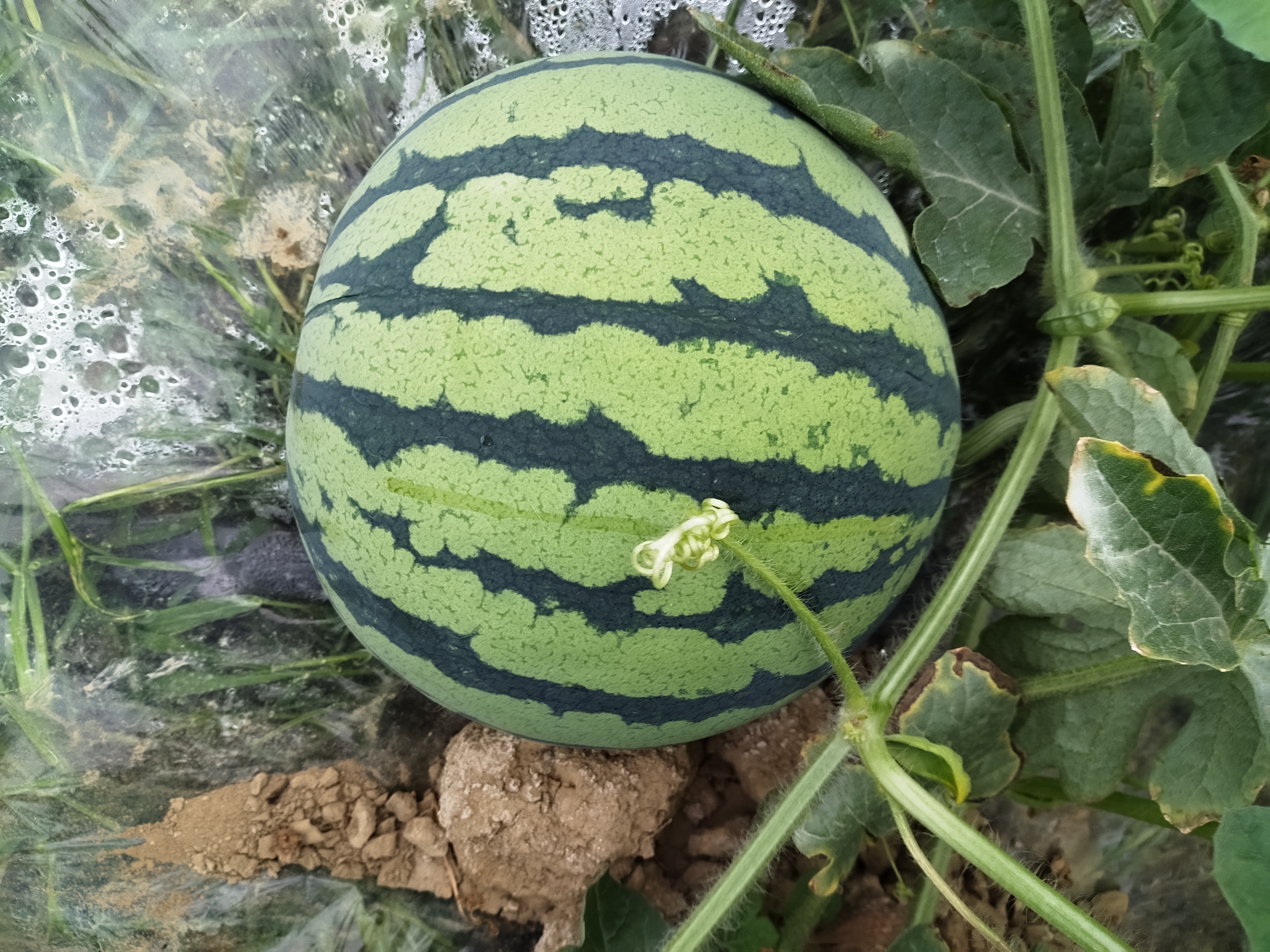 黑美人西瓜果园