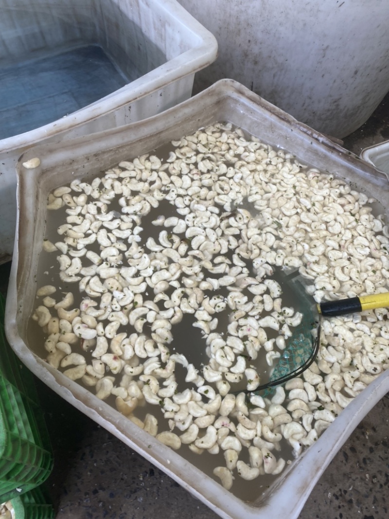 溱湖老菱角、两角青菱、老菱角产区直发品质保证