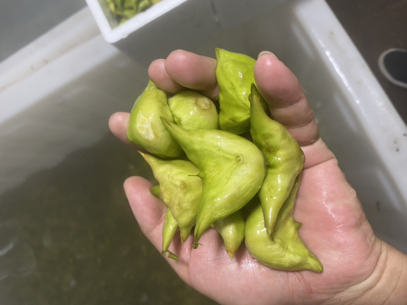 溱湖老菱角、两角青菱、老菱角产区直发品质保证