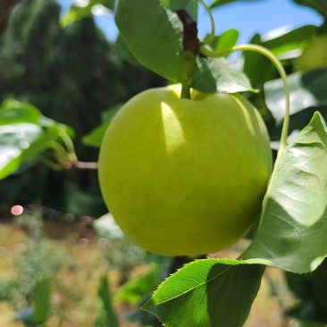 高山青皮玉露香梨口感香甜大量供应保质保量对接批发市场商超