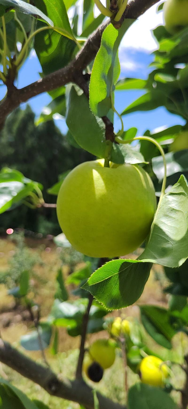 高山青皮玉露香梨口感香甜大量供应保质保量对接批发市场商超