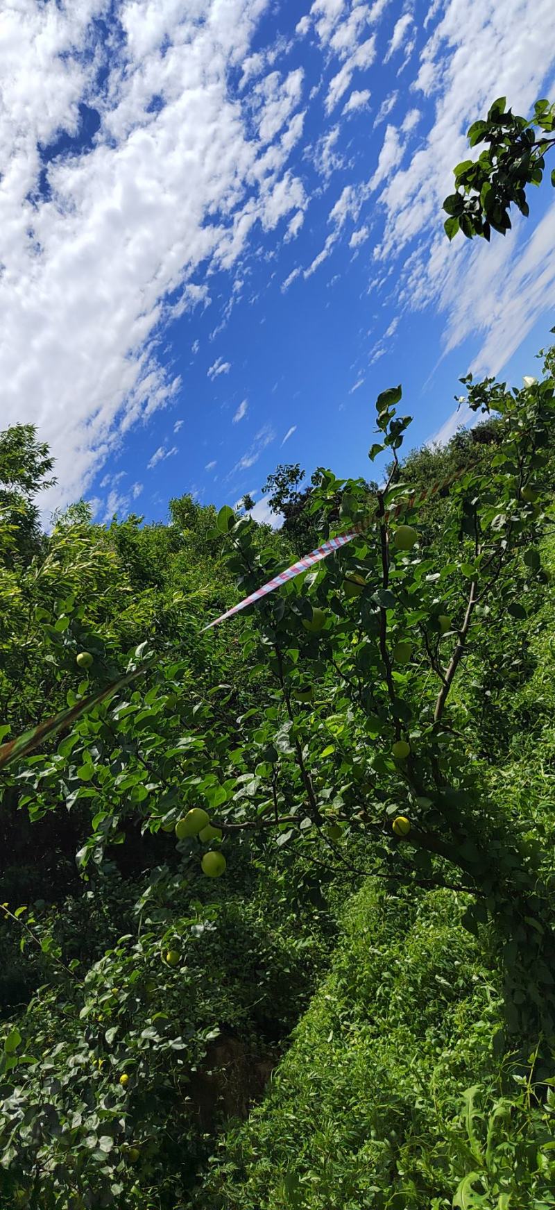 高山青皮玉露香梨口感香甜大量供应保质保量对接批发市场商超